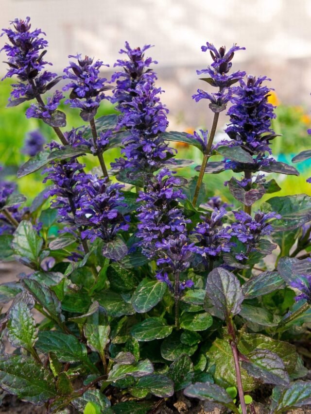 Bugleweed Shade Loving Plant