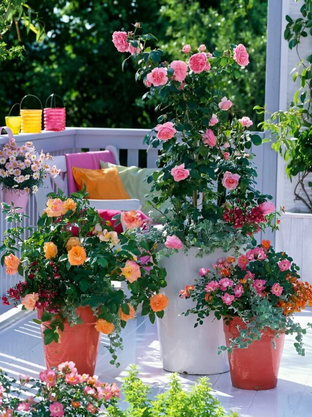 Container Roses Garden