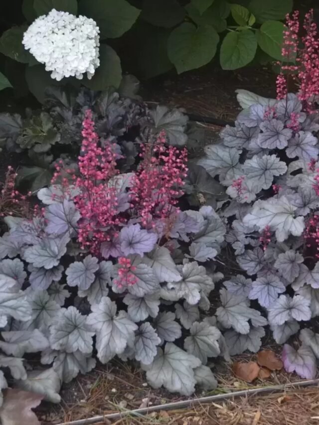 Coral Bells Shade Loving Plant