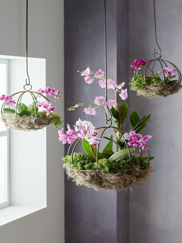 Hanging Basket Orchid Pot