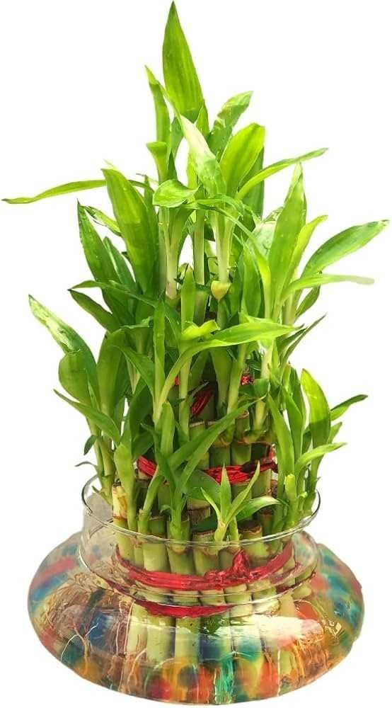 Bamboo Plants Feng Shui Christmas Decor