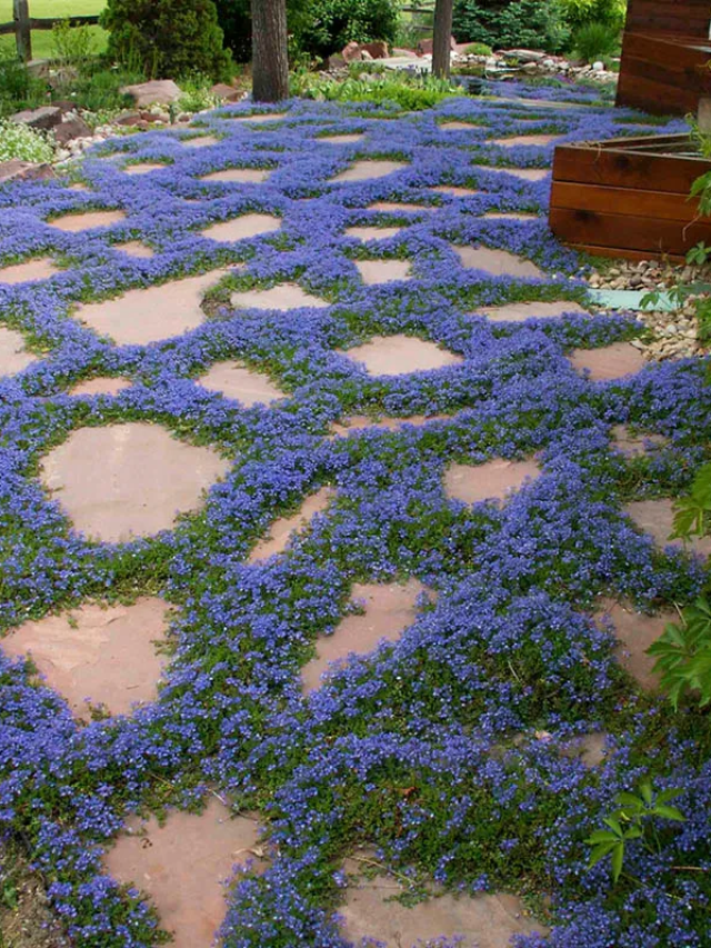 Create Lush Landscapes with Ground Cover Plants